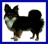 Click here for more detailed Chihuahua breed information and available puppies, studs dogs, clubs and forums